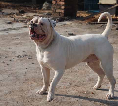 amerikaanse bulldog